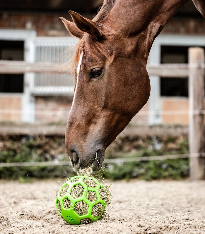 GIOCO PER CAVALLI PALLA PER FIENO WALDHAUSEN