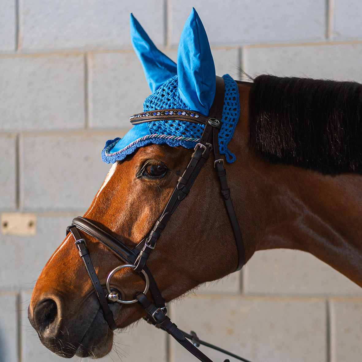 Briglia con cristalli WINNER CRYSTAL Blu/Marrone