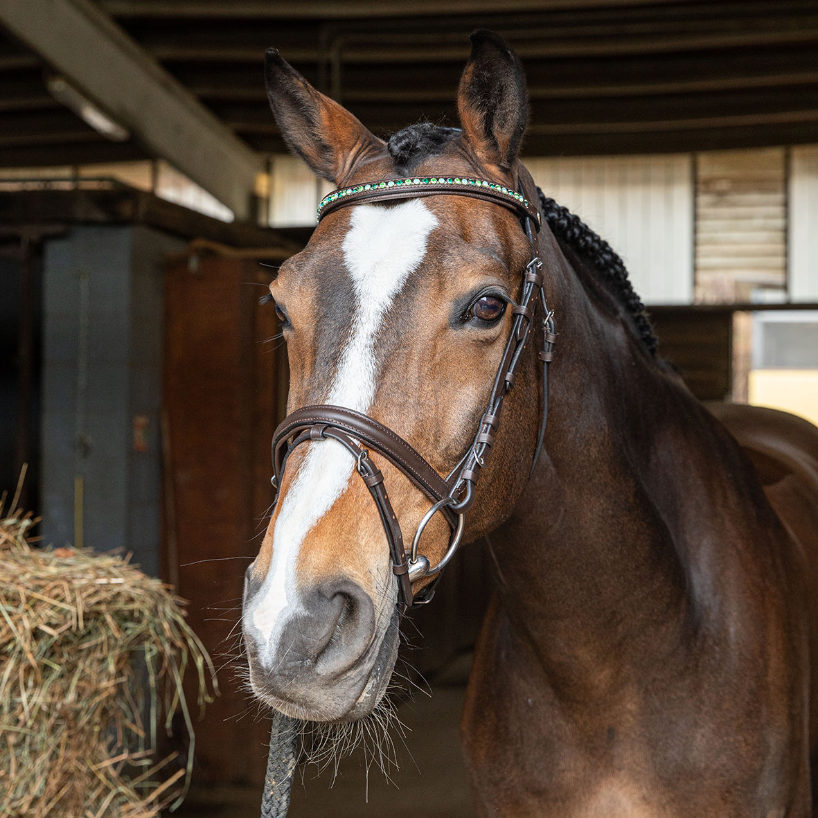 Briglia con cristalli WINNER CRYSTAL Verde/Marrone