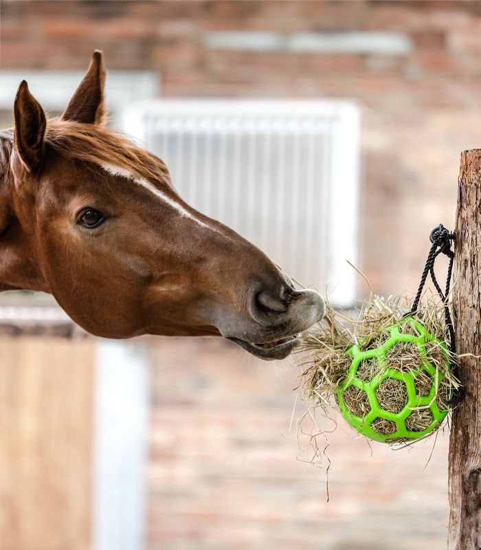 GIOCO PER CAVALLI PALLA PER FIENO WALDHAUSEN